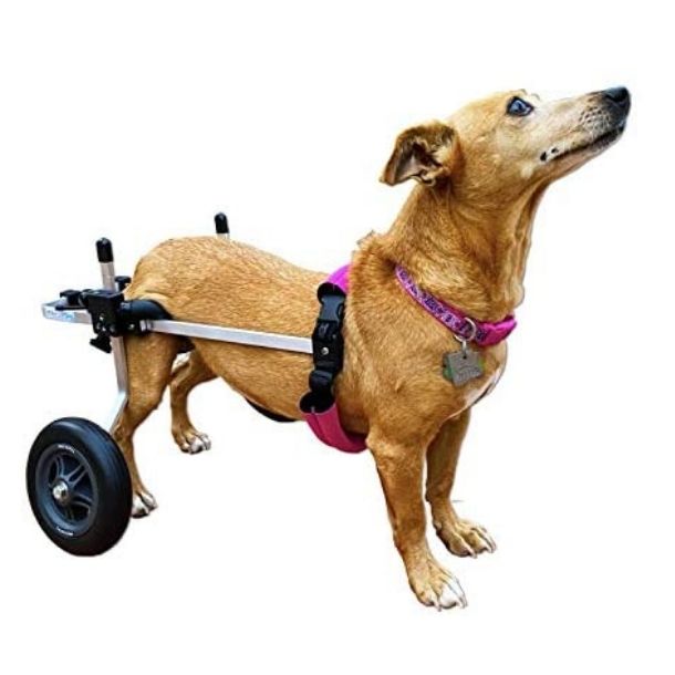 Dog Wheelchair By K9 Carts